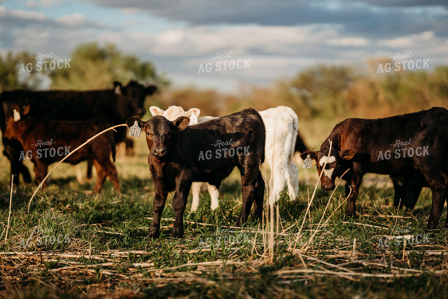 Calves on Pasture 196309