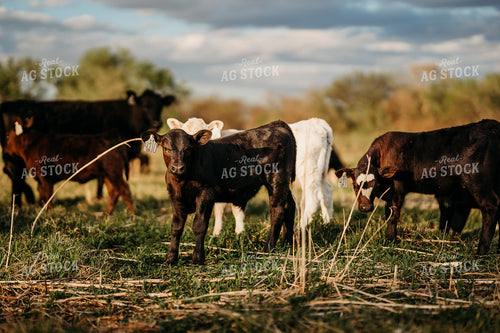 Calves on Pasture 196309