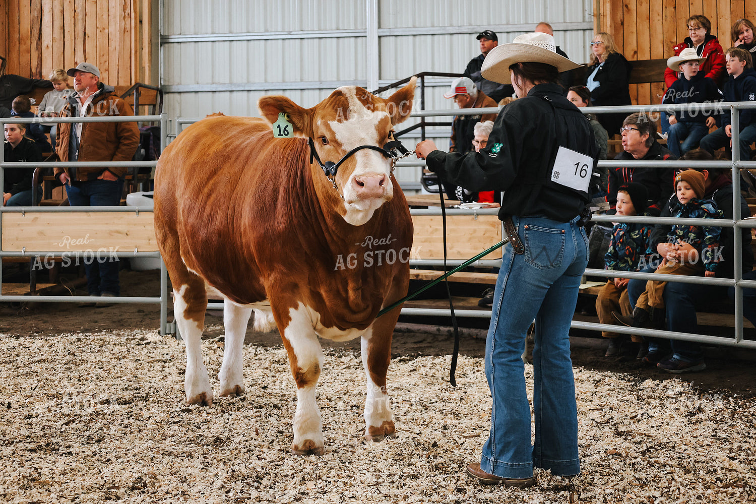Showing Cattle 187046