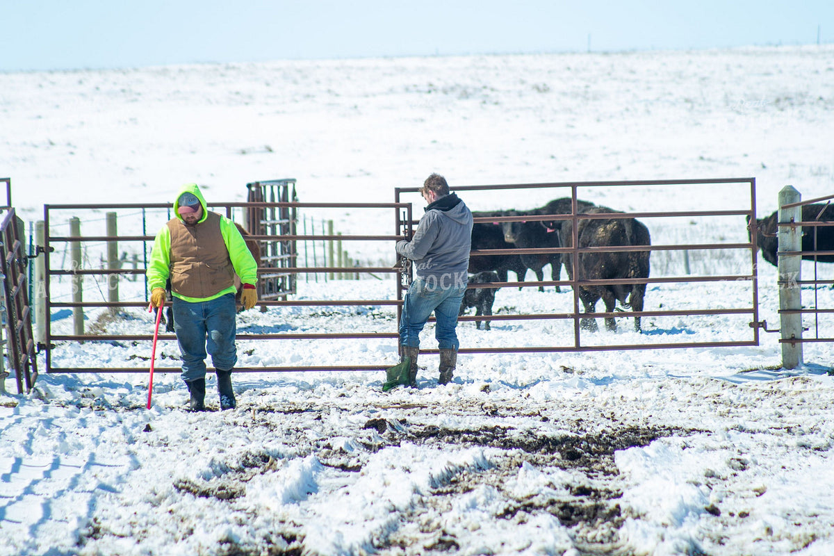 Ranchers Working Cattle in Winter Snow Corral 406012