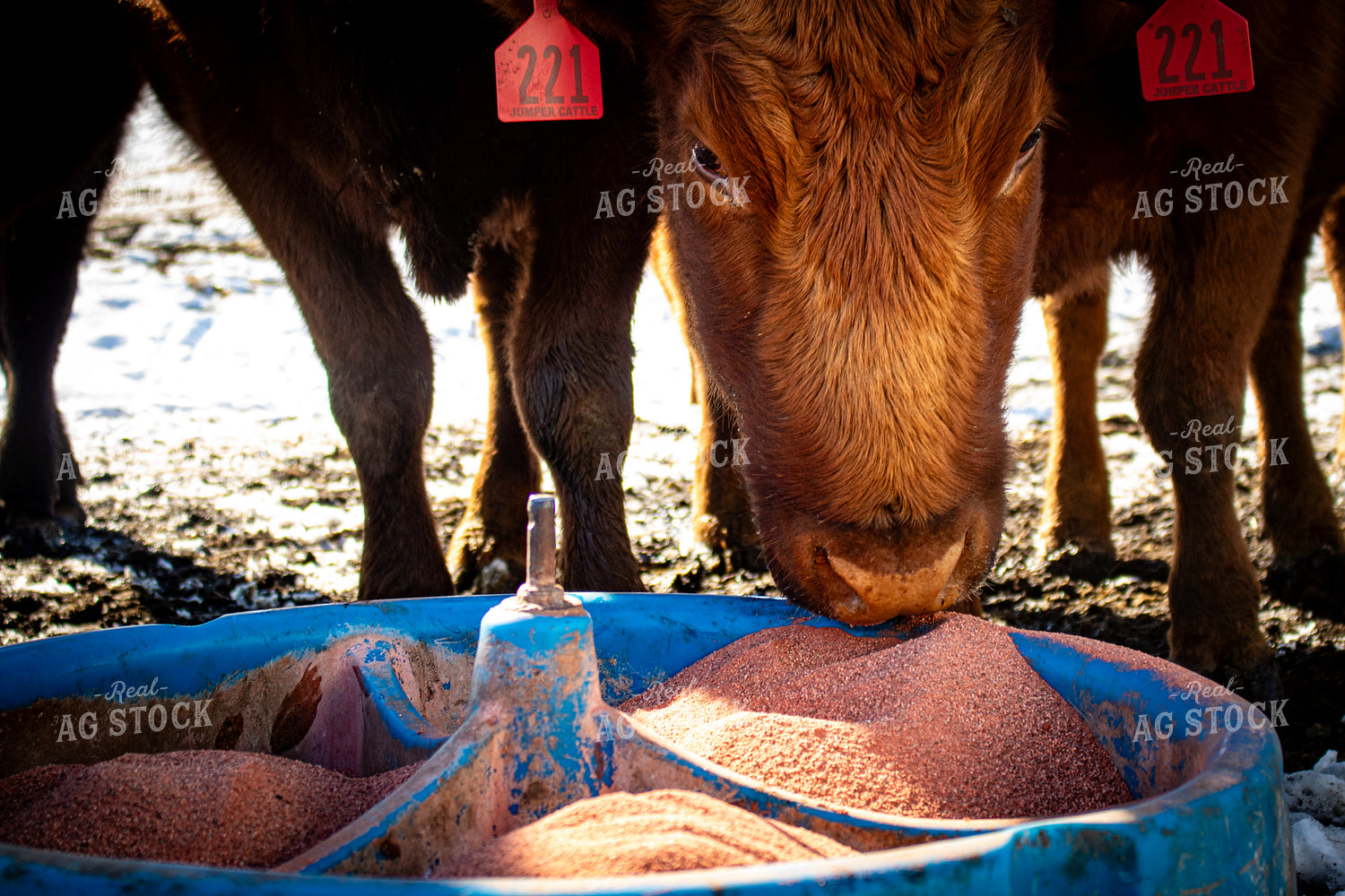 Cattle Eating from Mineral Tub 214073