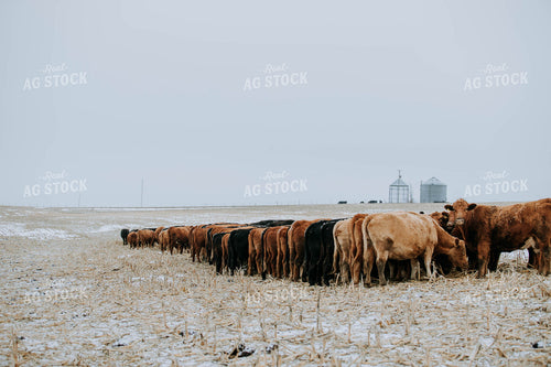 Cattle in Pasture 77179