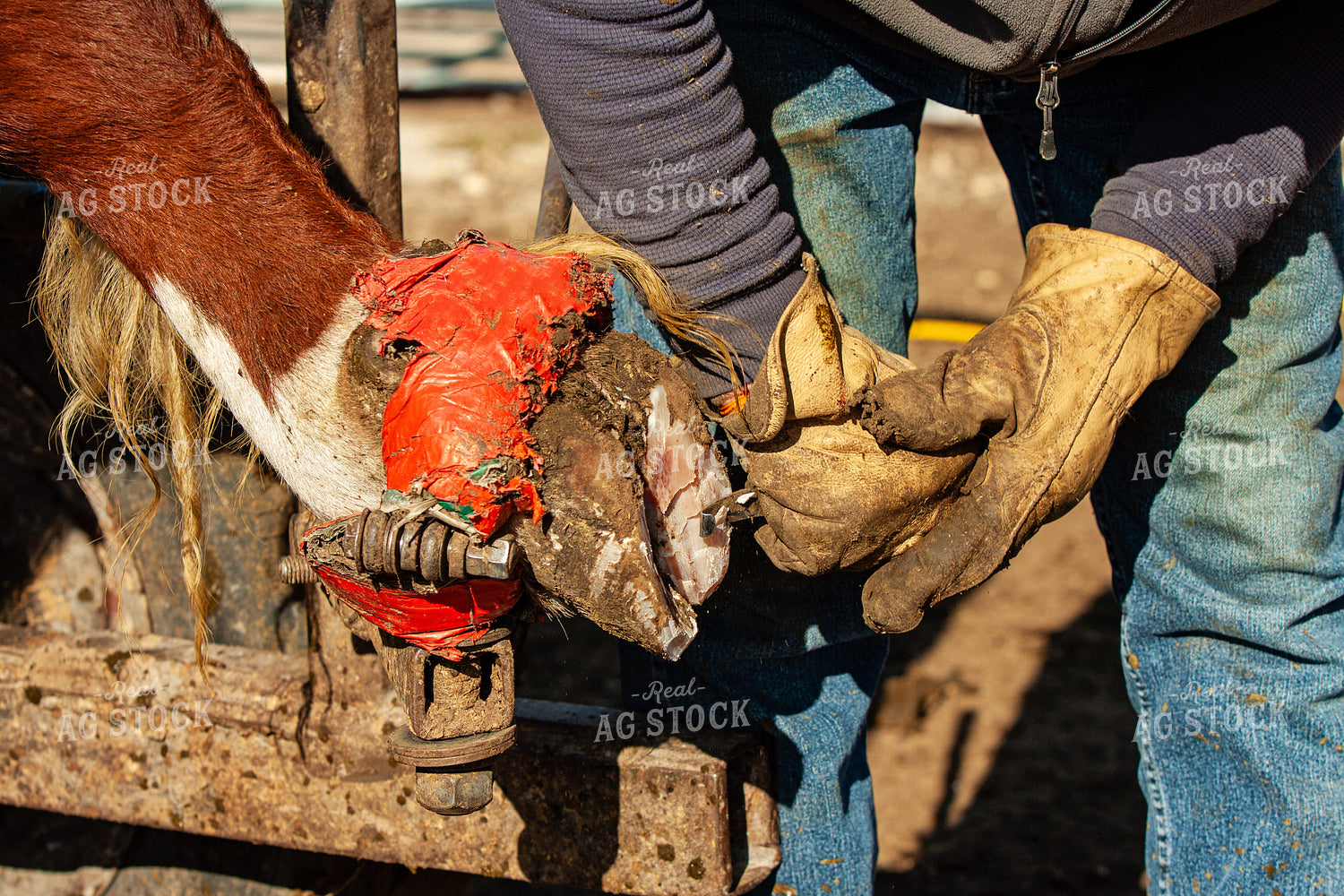 Trimming Hereford Cow Hoof 150051