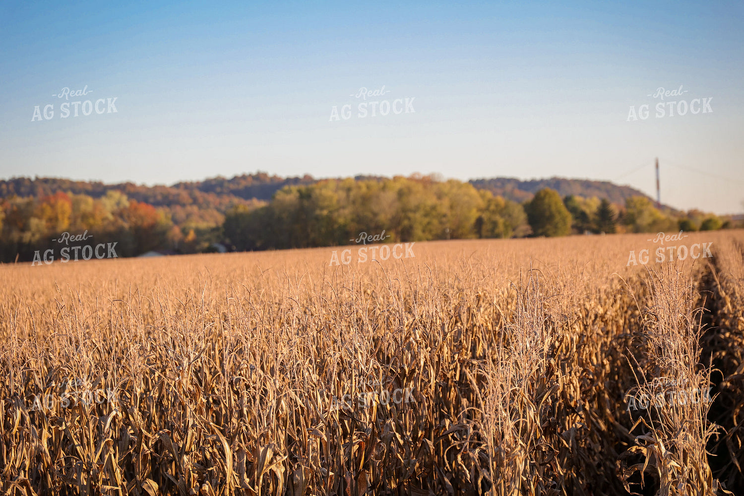 Dried Corn Field 52471
