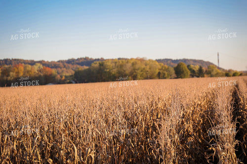 Dried Corn Field 52471