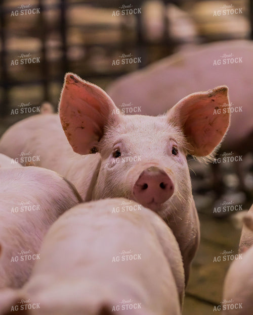 Pigs 289105