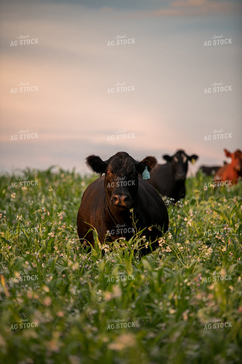 Cattle in Cover Crops 76439