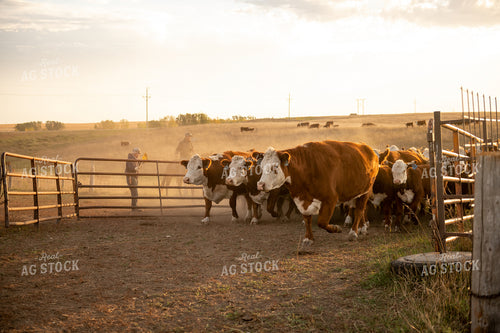 Herding Cattle 212030