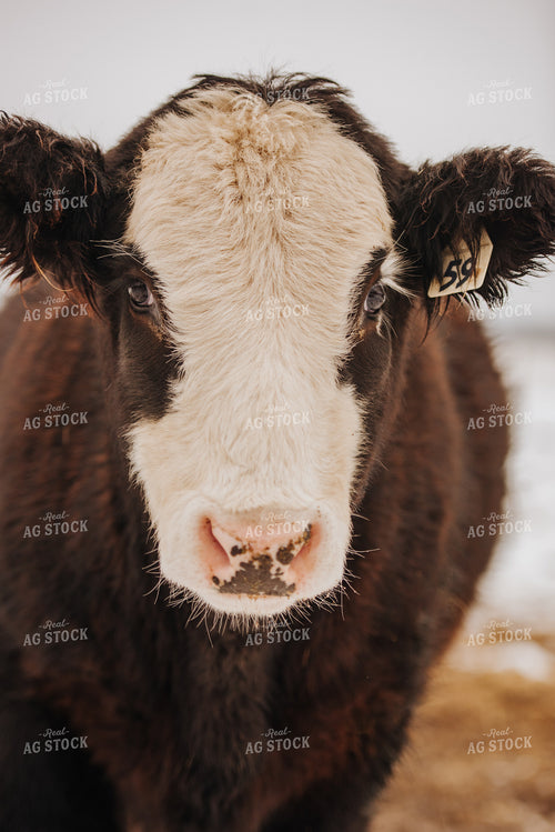 Cow in Snowy Pasture 68102