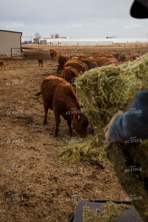 Angus Cattle in Farmyard 97134