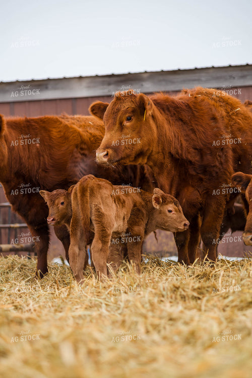 Red Angus Cow Calf Pairs 97253