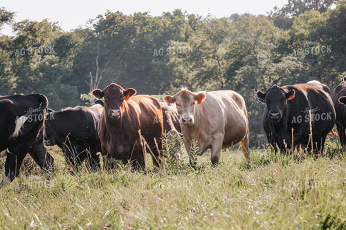 Cattle on Pasture 182033