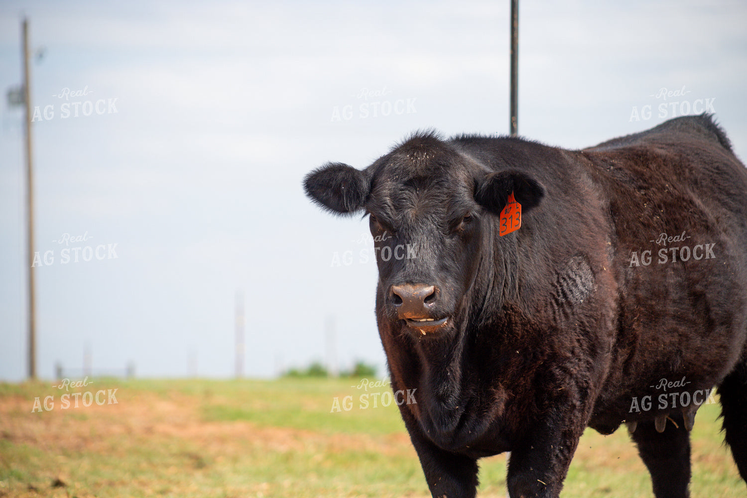 Black Angus Cow 208076