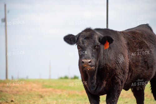Black Angus Cow 208076