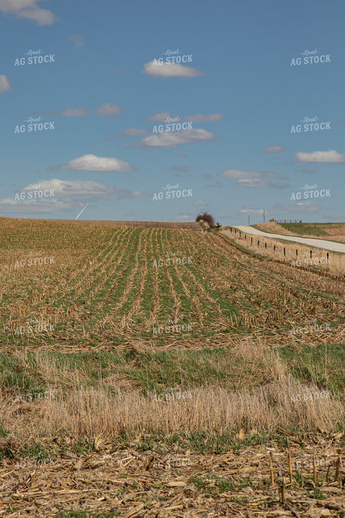Cover Crops in Corn Stalks 67196