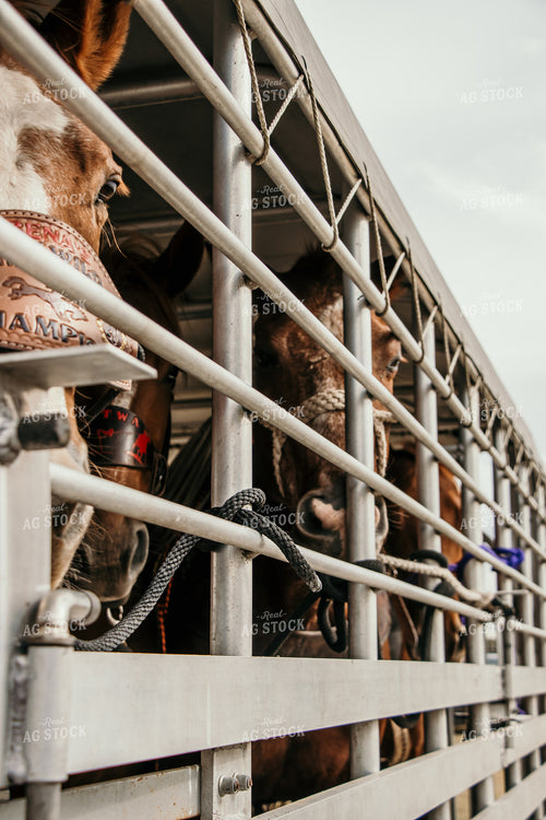 Horses in Trailer 98014