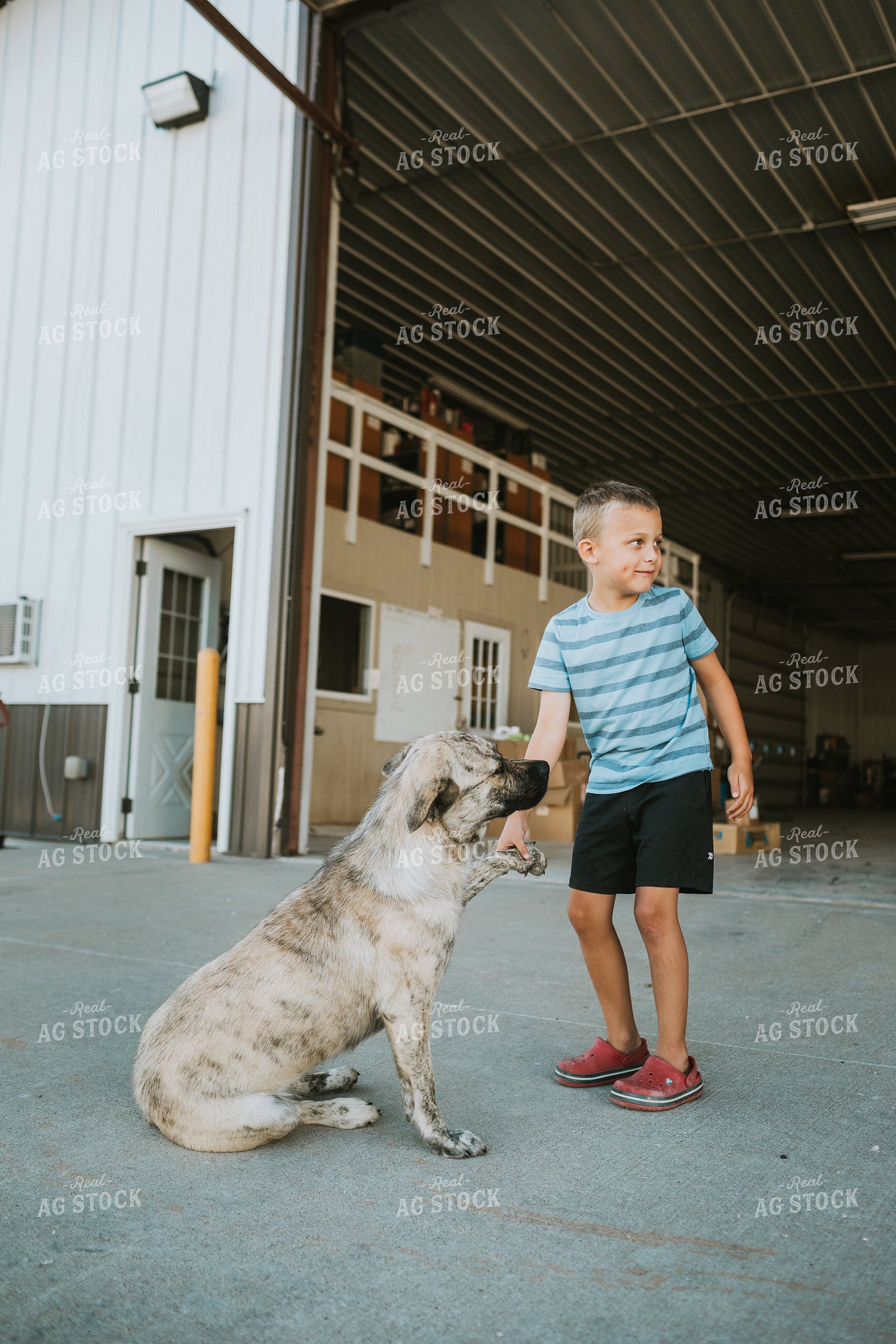 Farm Kid Playing with Dog 6218