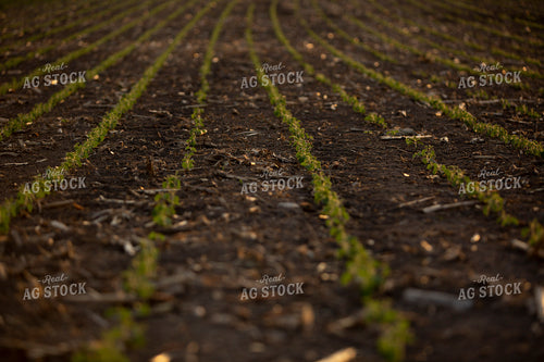 Soybeans - Mid-Season 1463