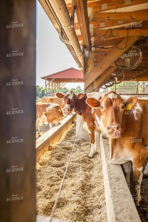 Dairy Cattle in Barn 270383