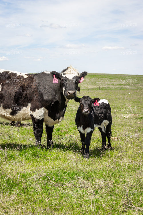 Angus Cross Cow Calf Pair 155179