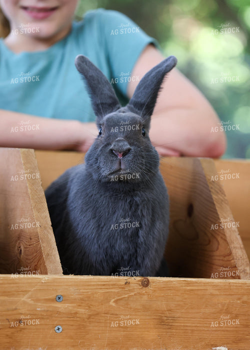 Showing Rabbits 160230