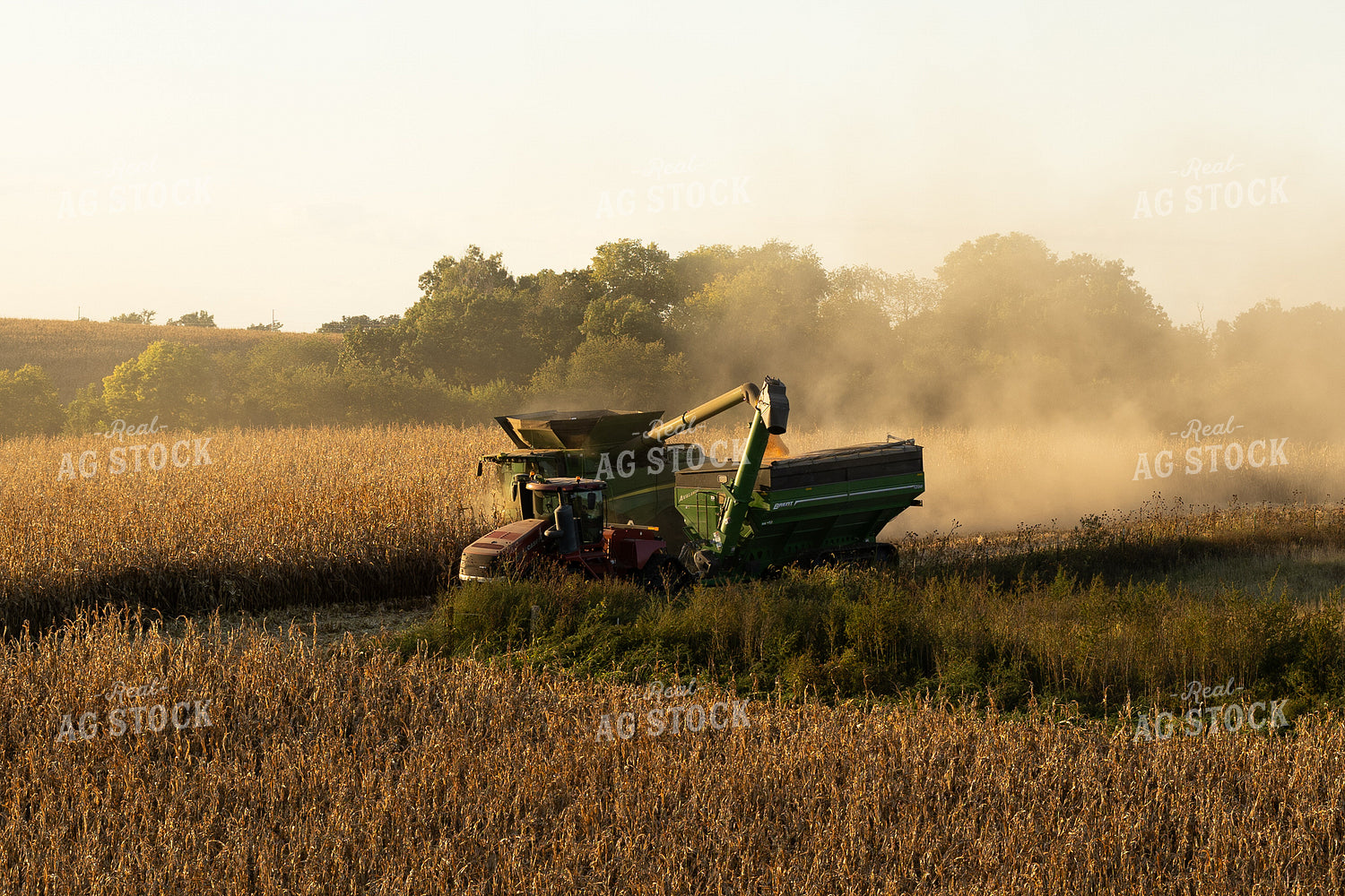 Corn Harvest 215144