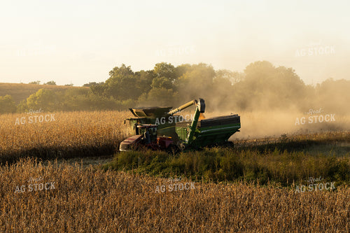 Corn Harvest 215144