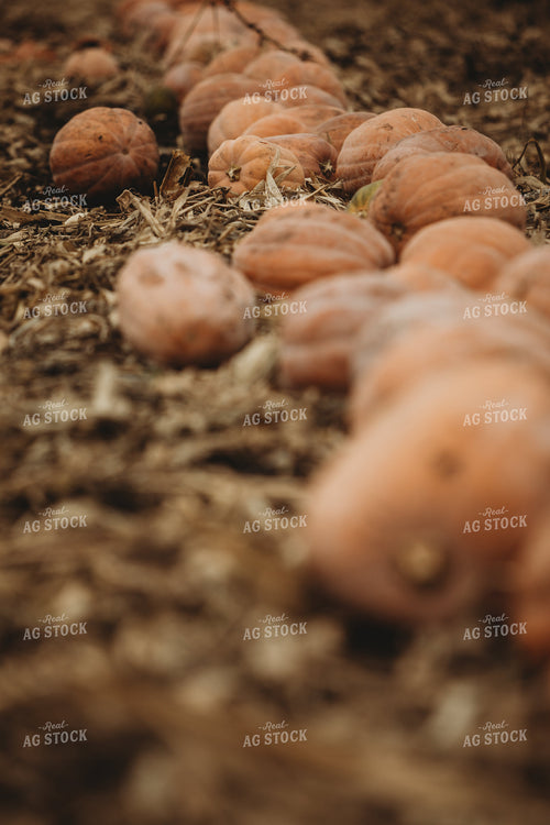 Food Pumpkins 3536