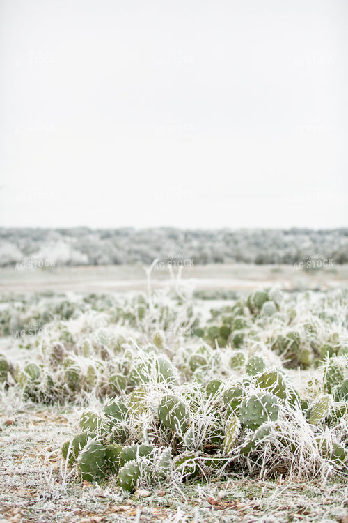 Frozen Cacti 134070