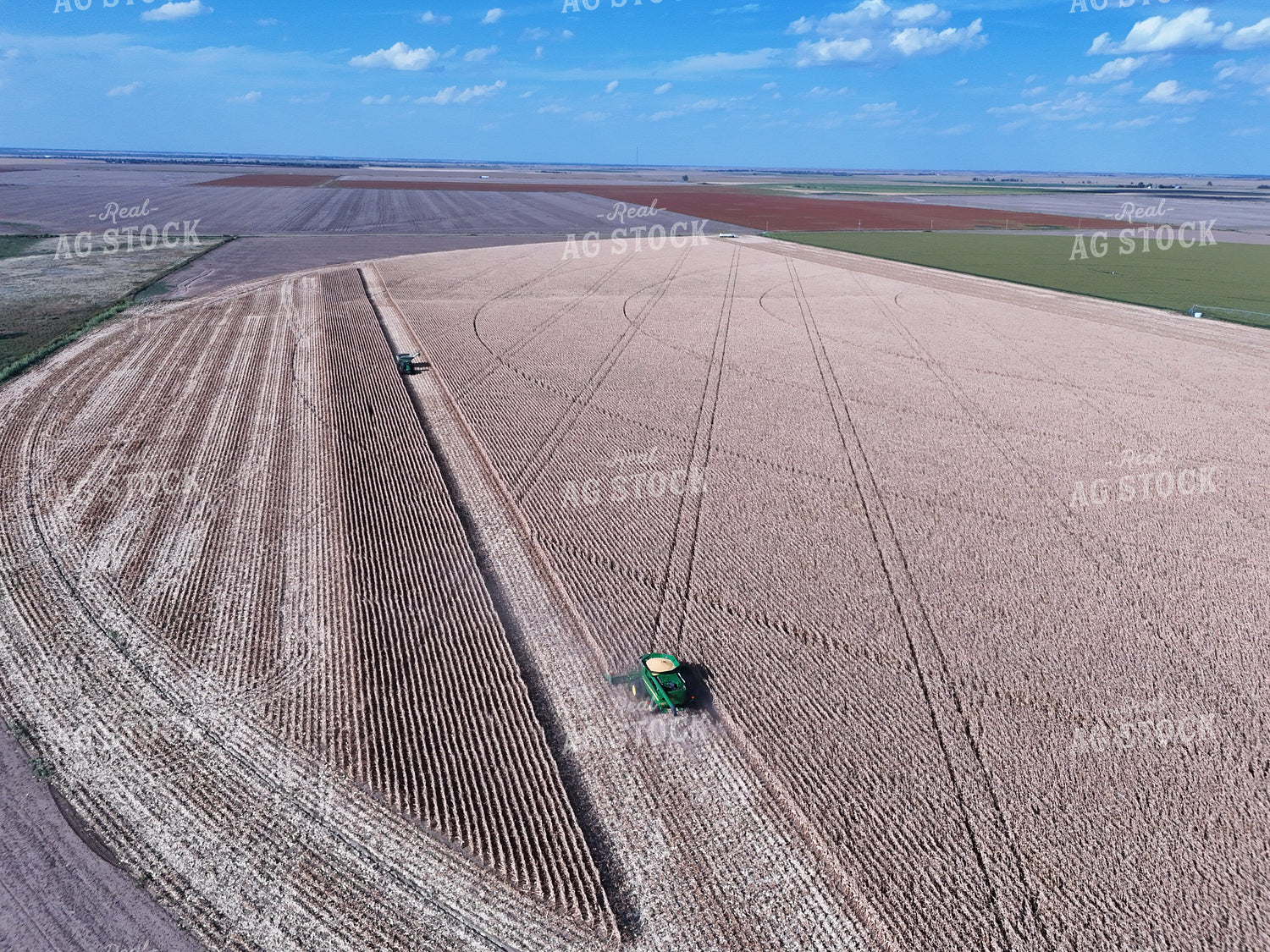 Corn Harvest 239029