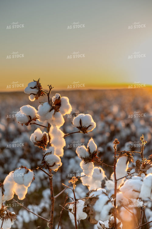 Cotton Field at Sunset 291065