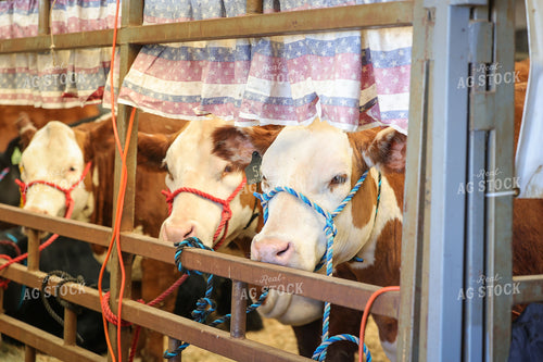 Show Hereford Cattle 52336