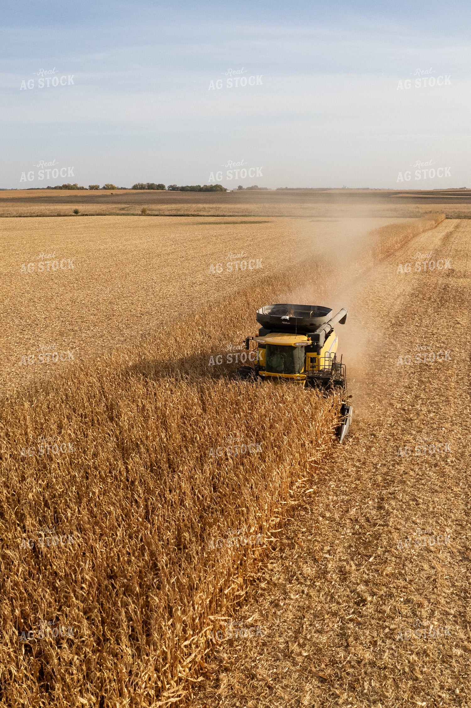 Corn Harvest 255003