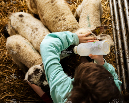 Farm Kid Bottle Feeding Lambs 195057