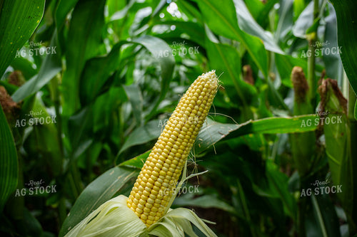 Mid-Season Ear of Corn 149135