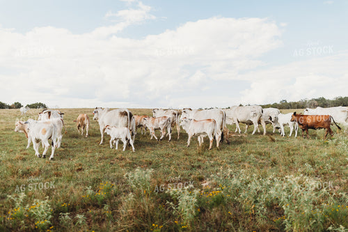 Brahman Cattle 203072