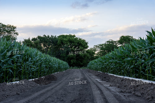 Gated Irrigation in Corn Field 65882