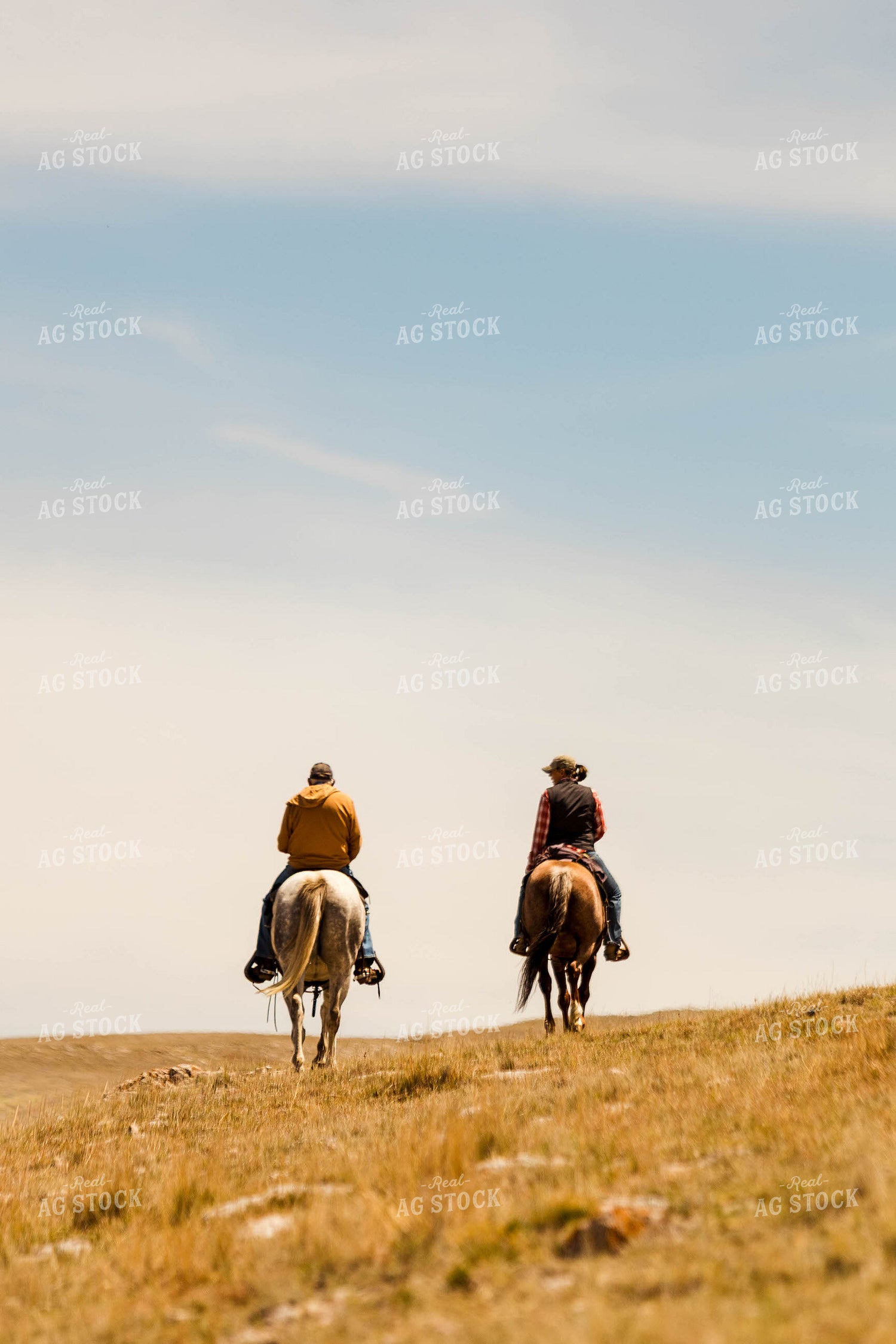Ranchers on Horseback in Pasture 97213