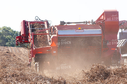Potato Harvest 132202