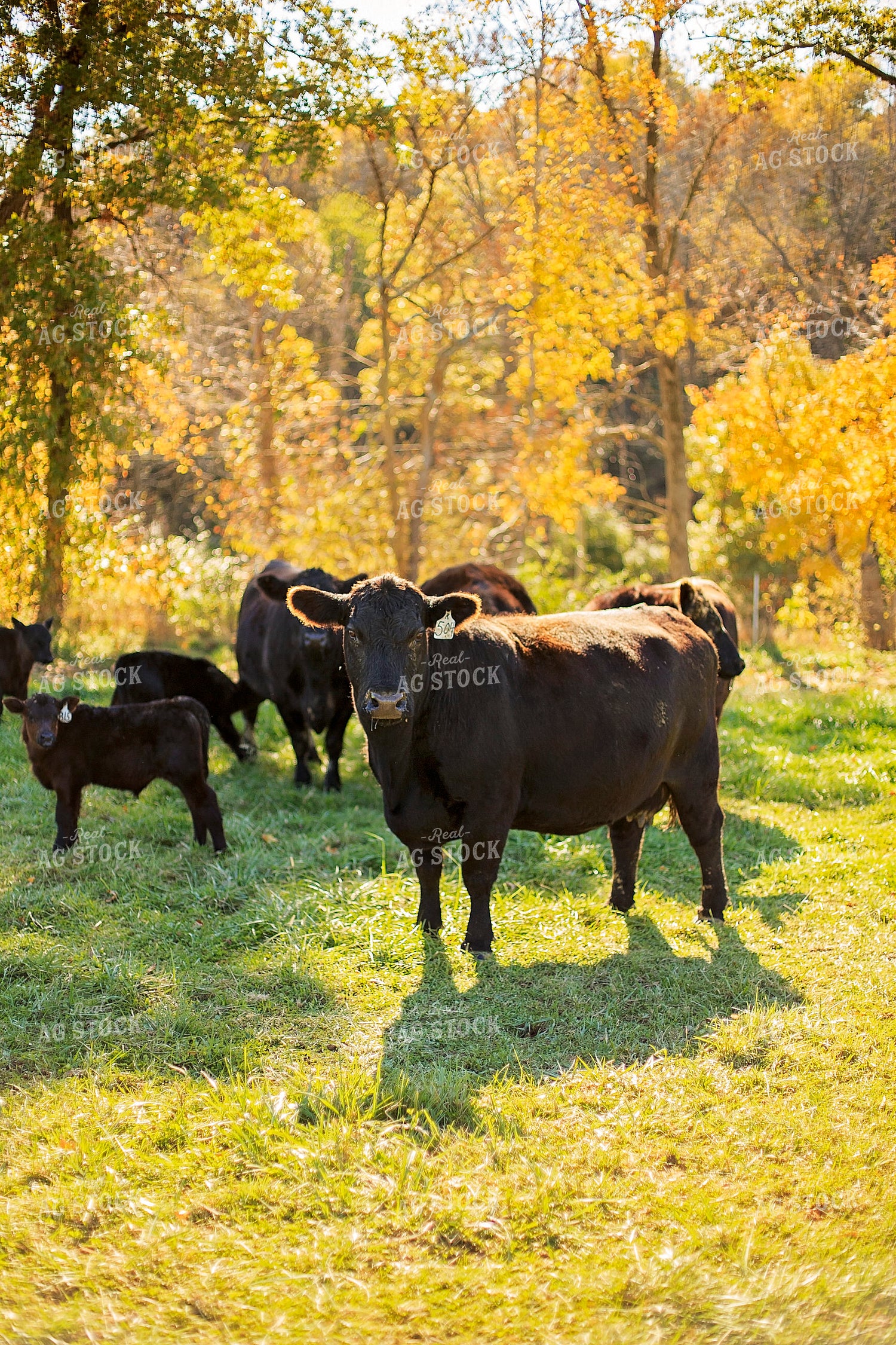 Cow-Calf in Pasture 93061
