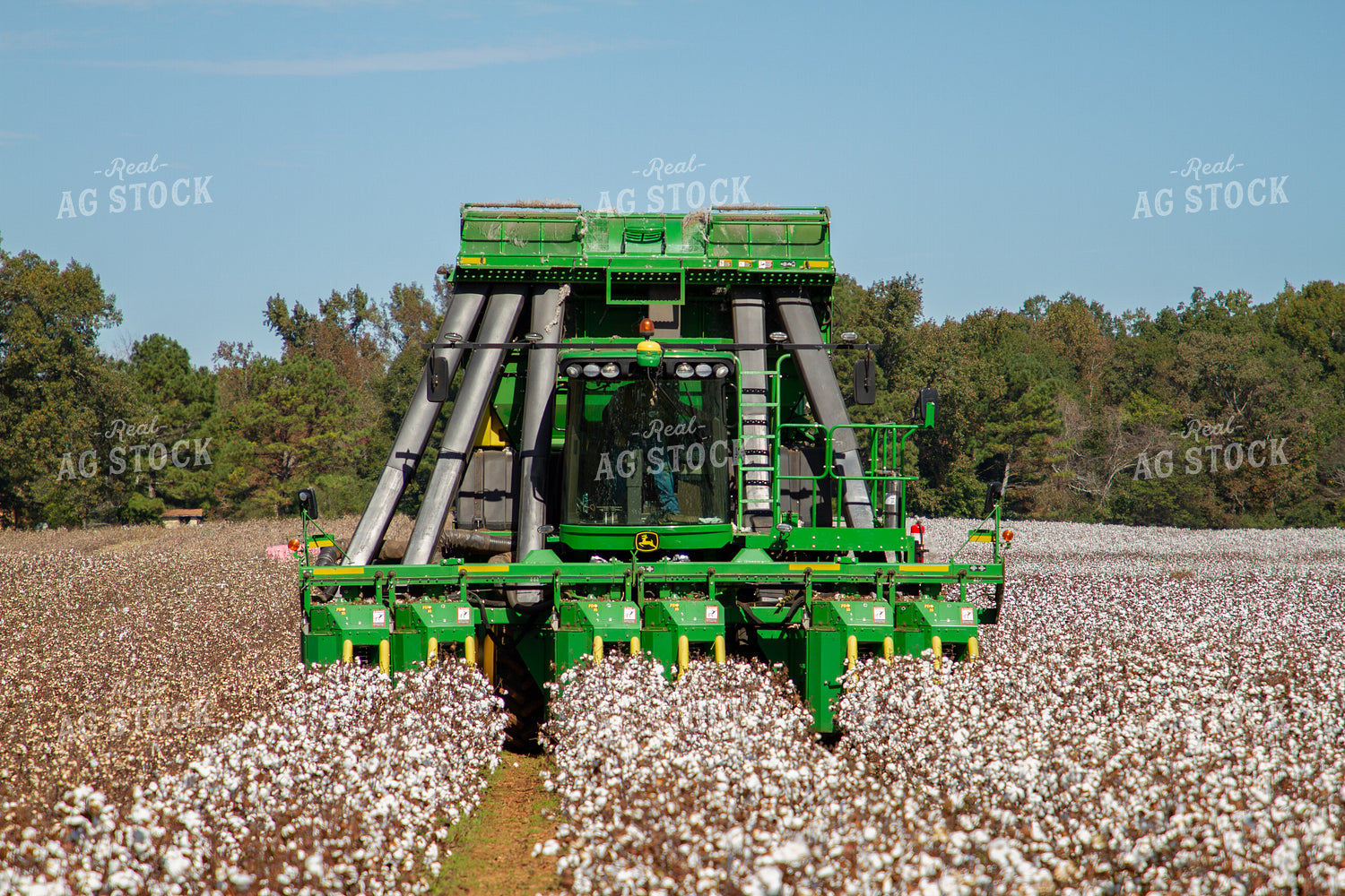 Cotton Picker in Field 79089