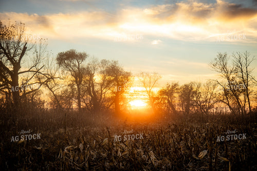 Harvest Sunset 268251