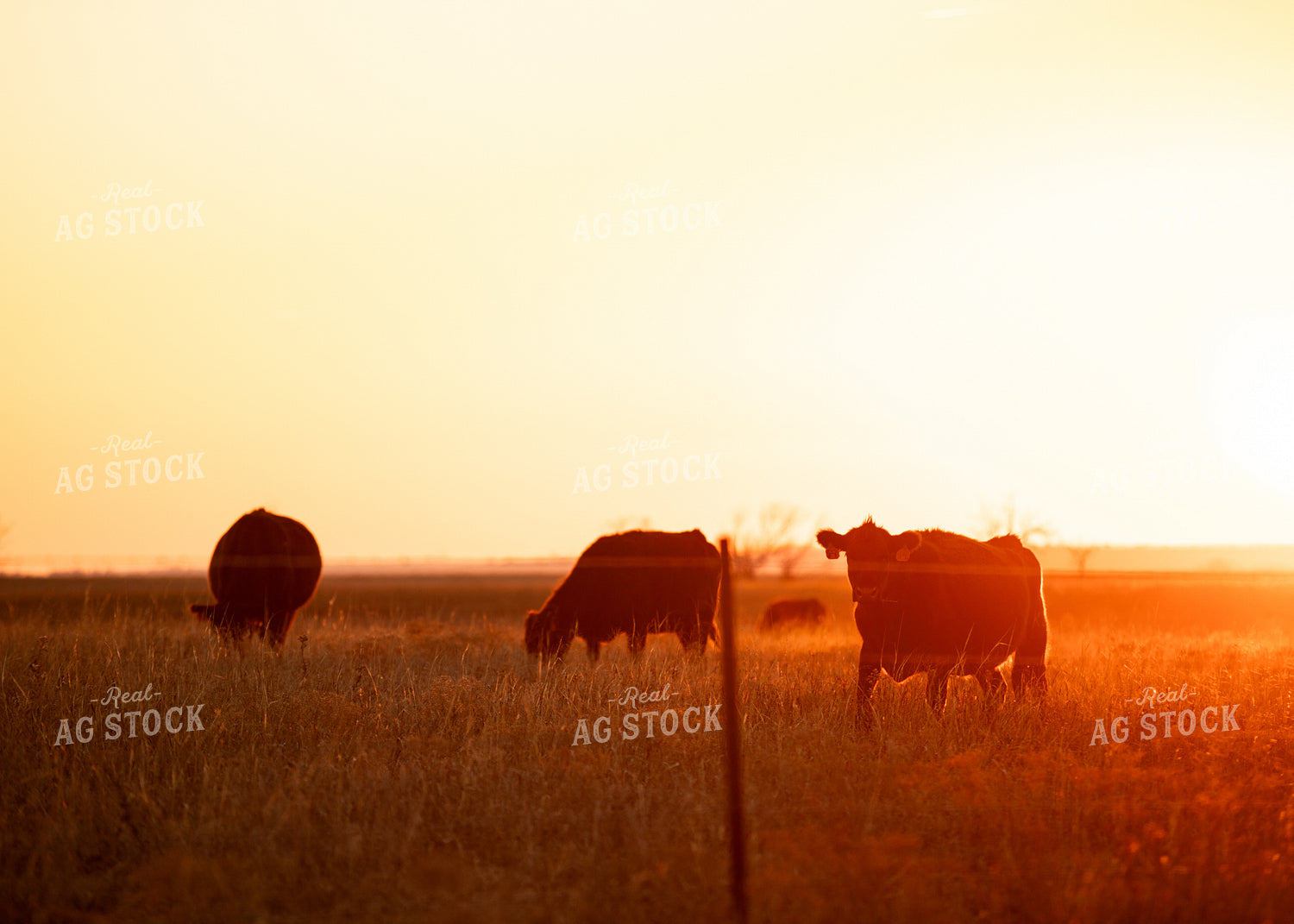 Cattle in Pasture at Sunset 264004