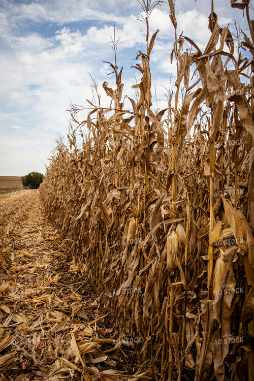 Dried Field of Corn 268178