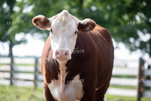Hereford Cow 90019