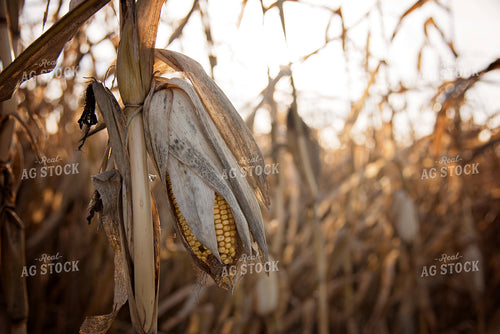 Mature Ear of Corn 137035