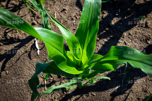 Corn Plant 187365