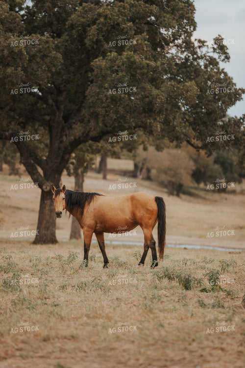 Horse 254005