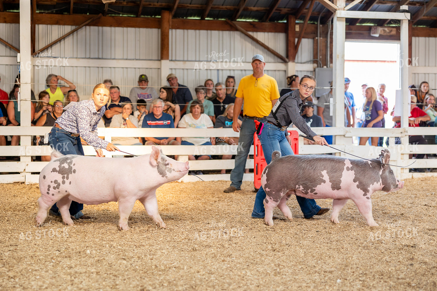 Showing Pigs 194071