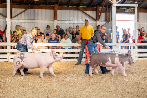 Showing Pigs 194071